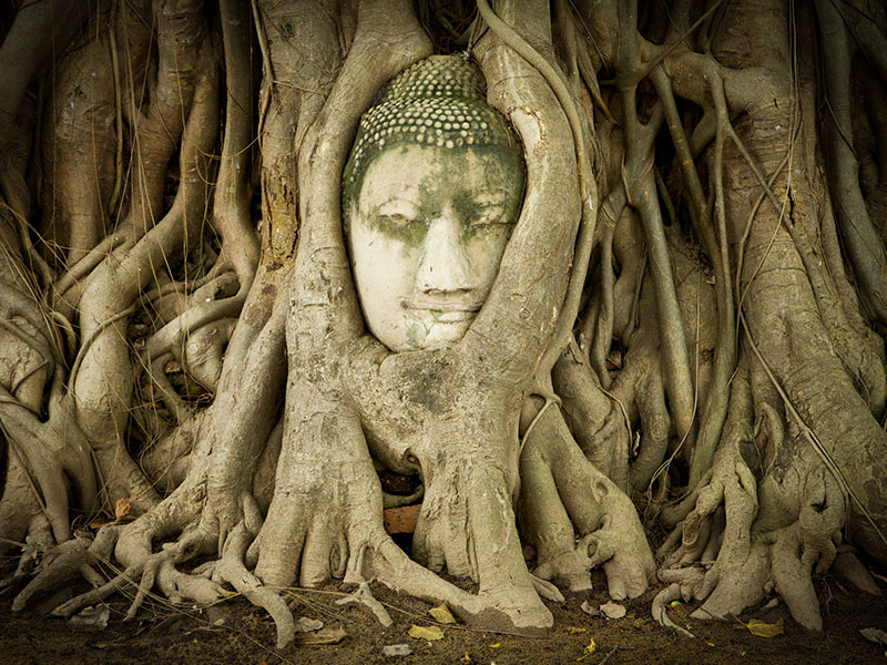A Budha statue head peaks out from between roots that have grown around it.